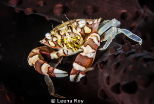 Crab by Leena Roy 